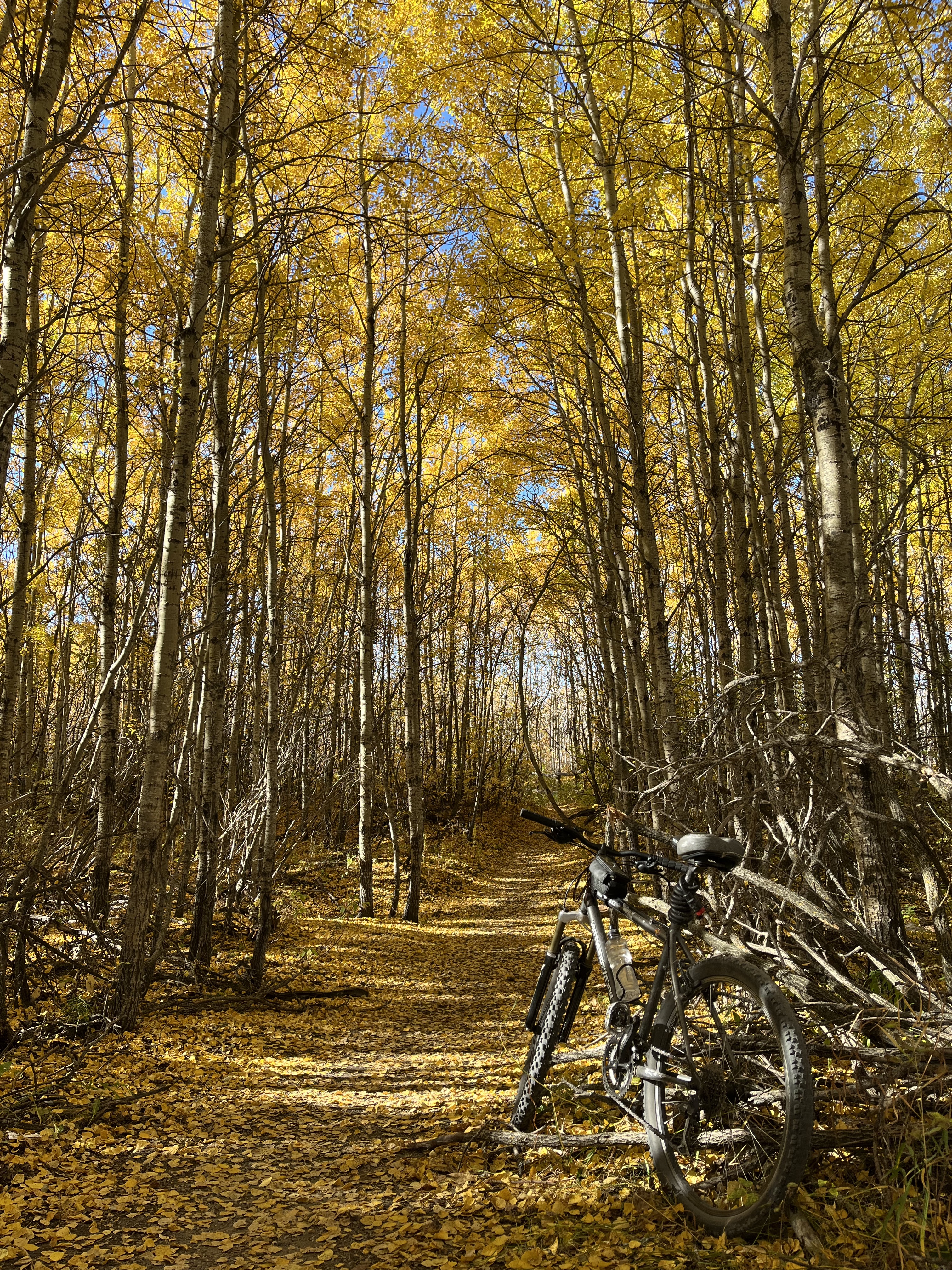 Urban trail, bike, fall, urban forest, urban exploring, hike, nature
