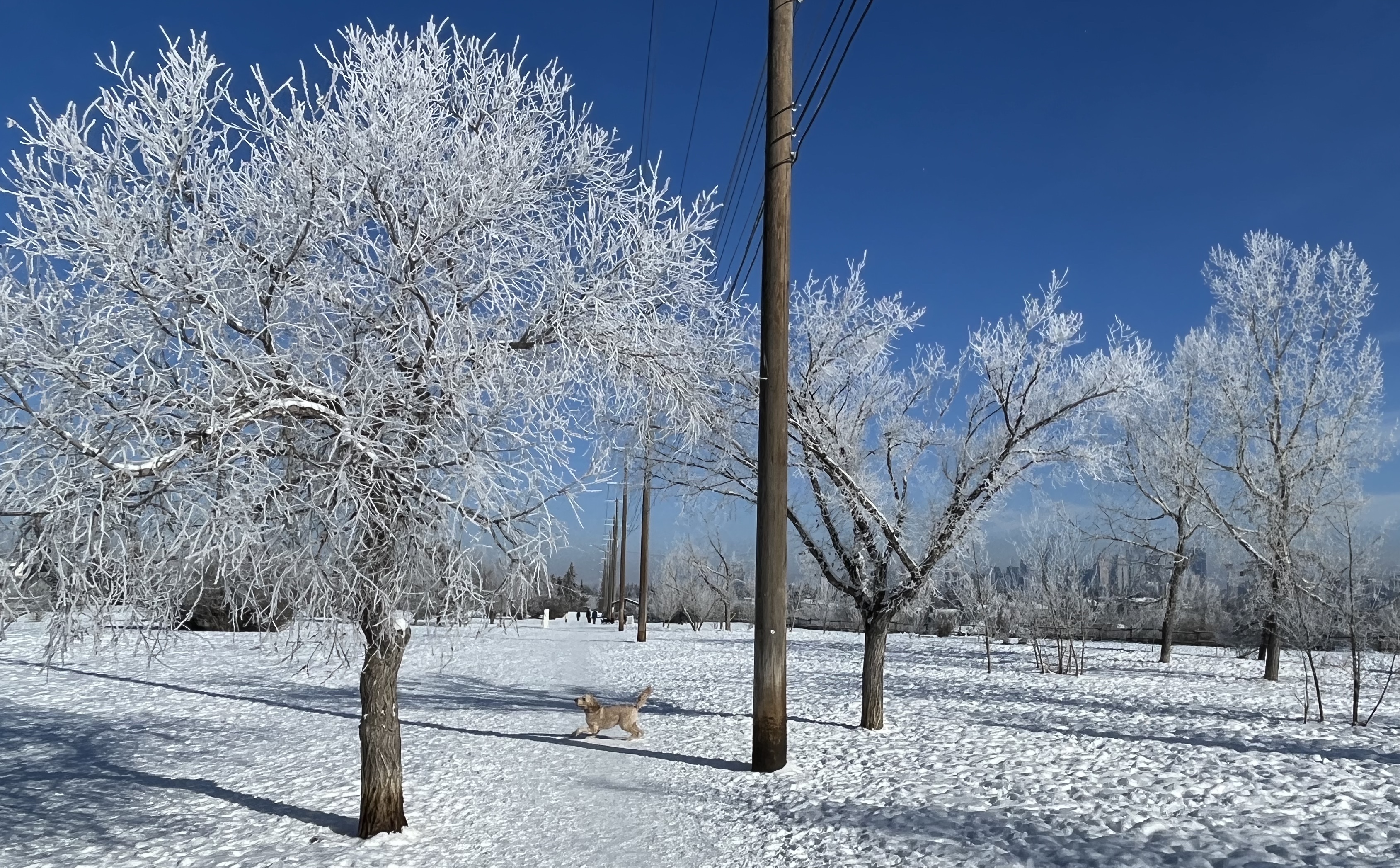 Urban hiking, walk, dog, explore