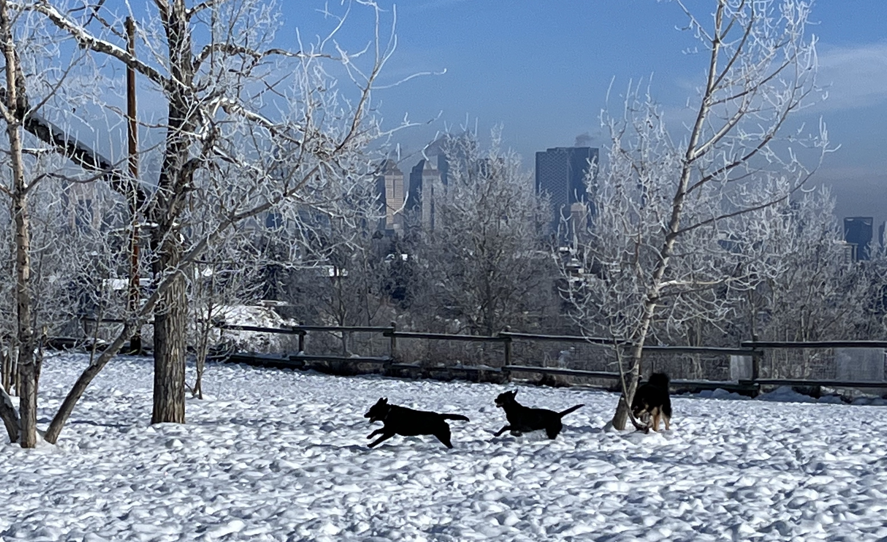 Urban hiking, walk, dog, explore