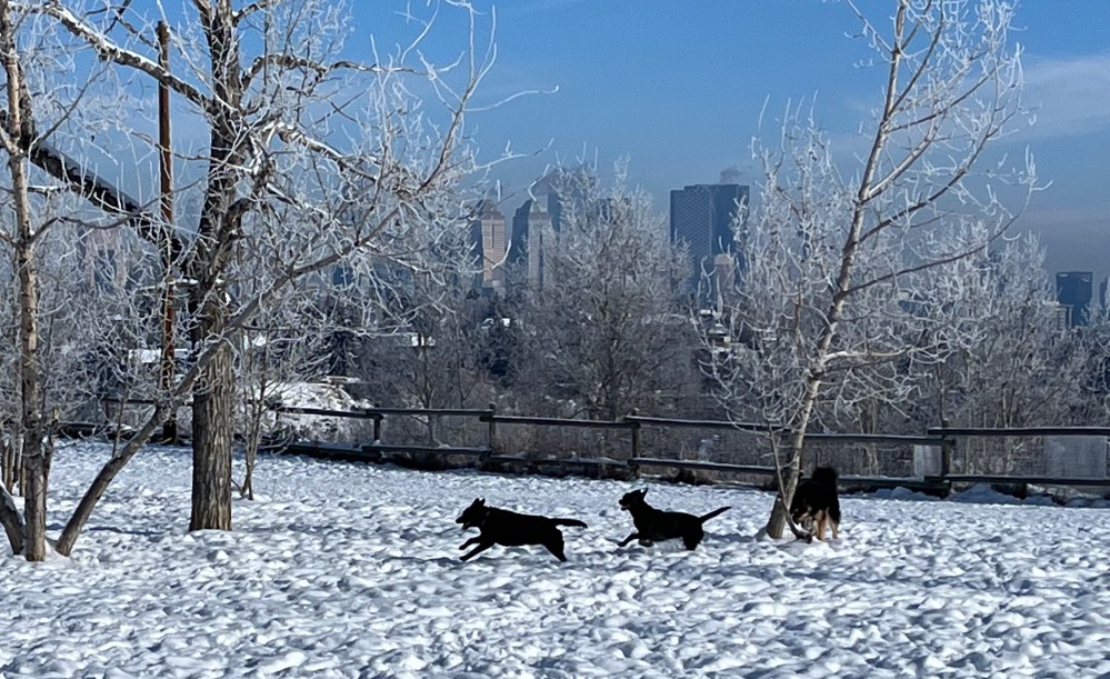 Urban hiking, walk, dog, explore