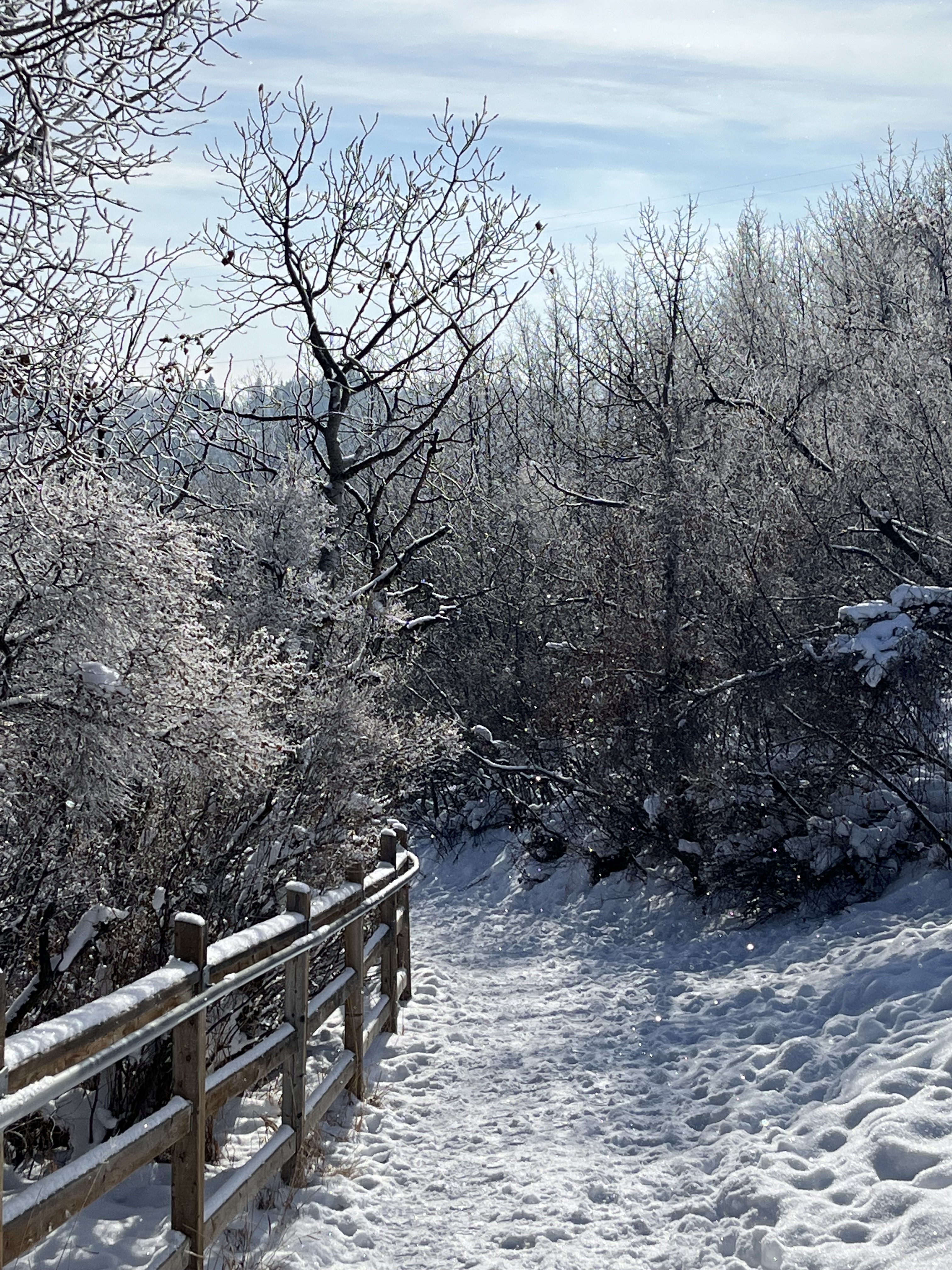 Urban hiking, walk, dog, explore