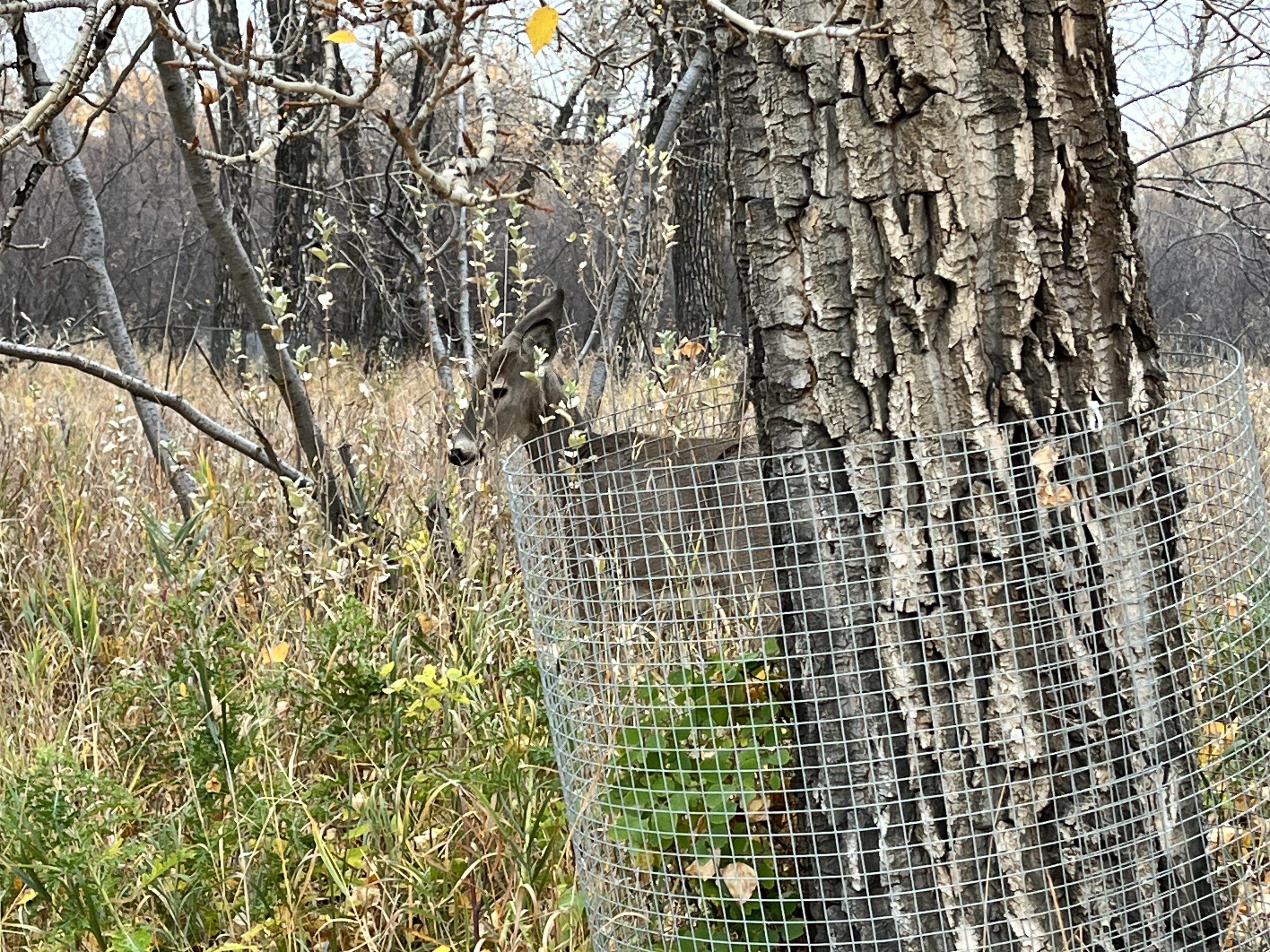 Calgary, urban, nature, walk, hike, explore