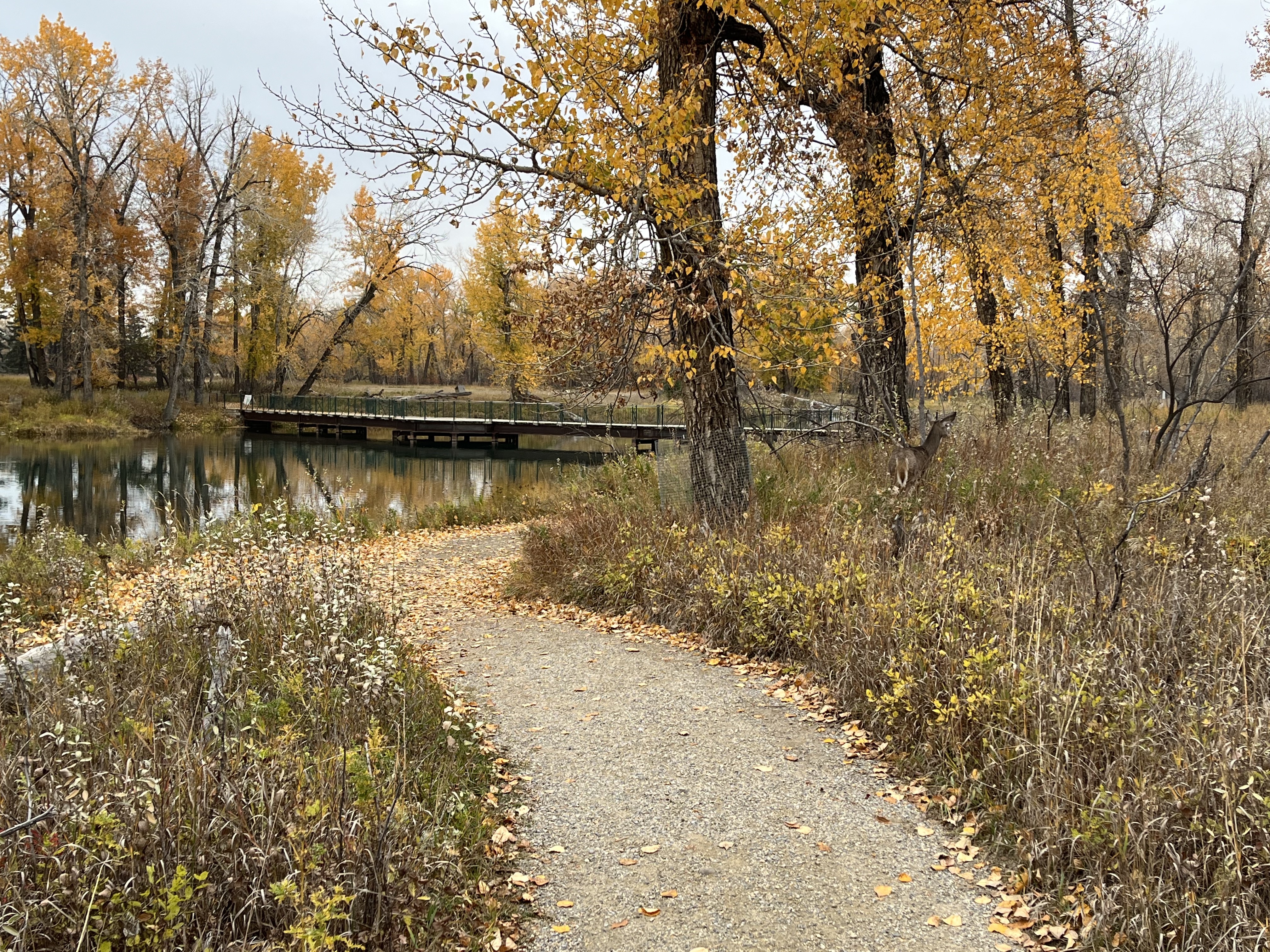 urban, nature, walk, hike, trail,