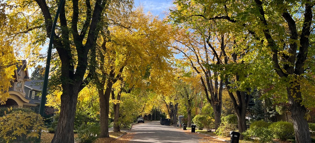urban forest, Calgary, Mount Royal, William Reader, fall